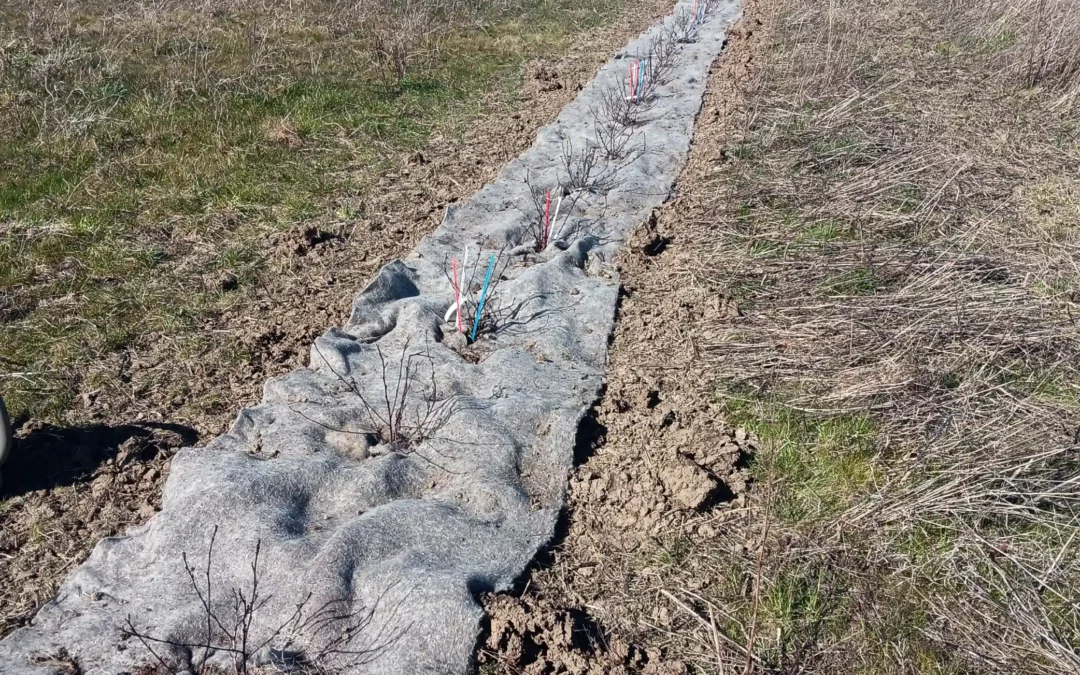Plantation Renf&rsquo;hort