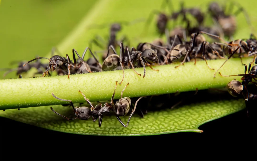 Sur les traces des fourmis…