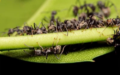 Sur les traces des fourmis…