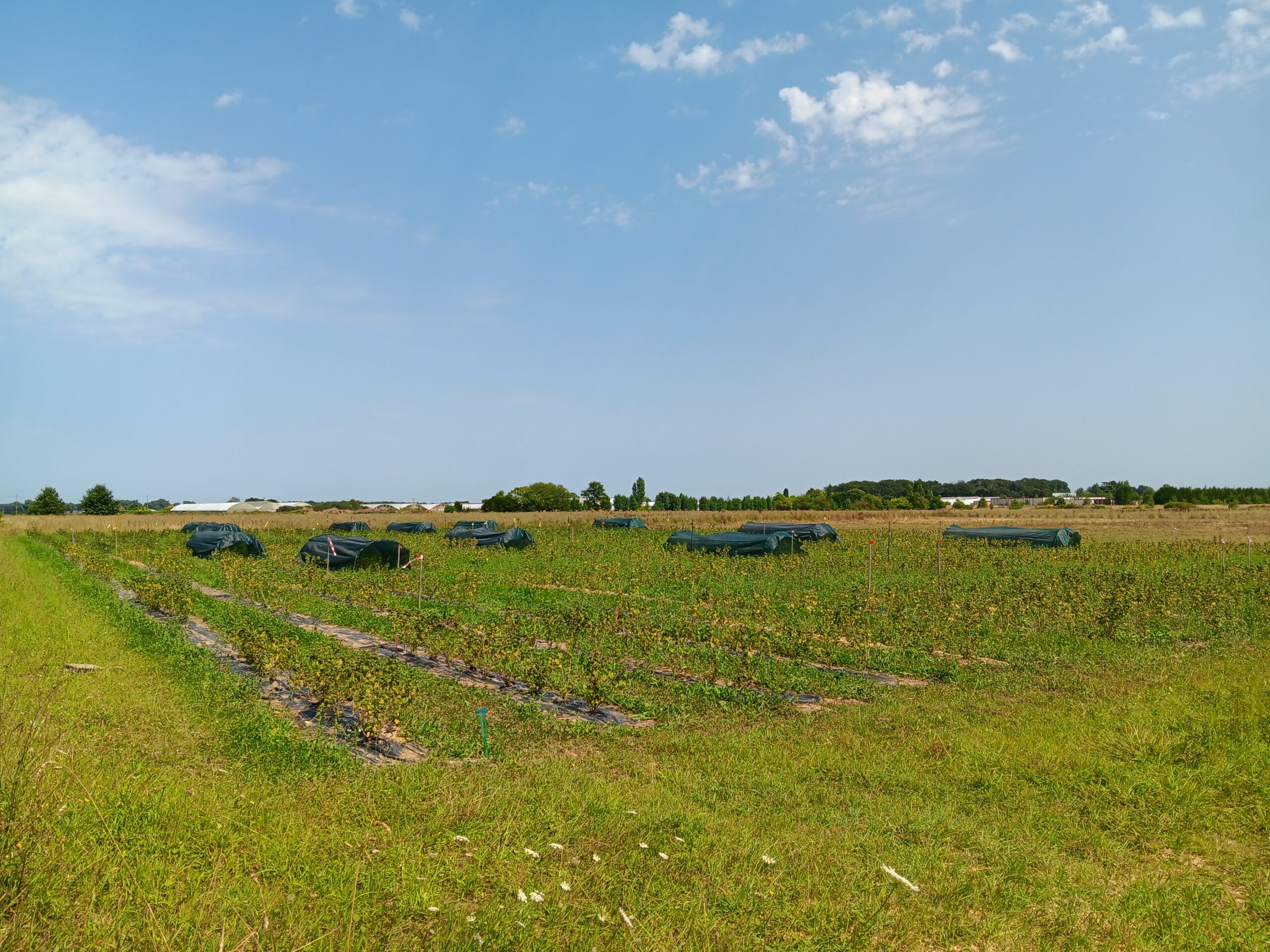20240729_155625 parcelle-aronia
