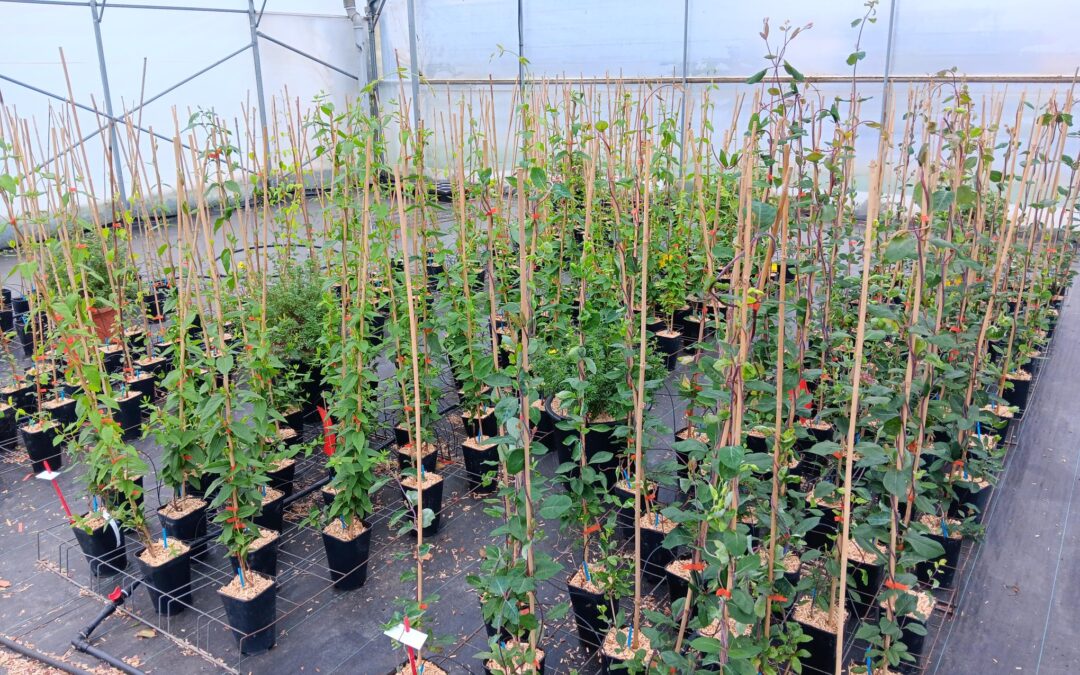 Pour une production écoresponsable et sans intrants phytosanitaires !