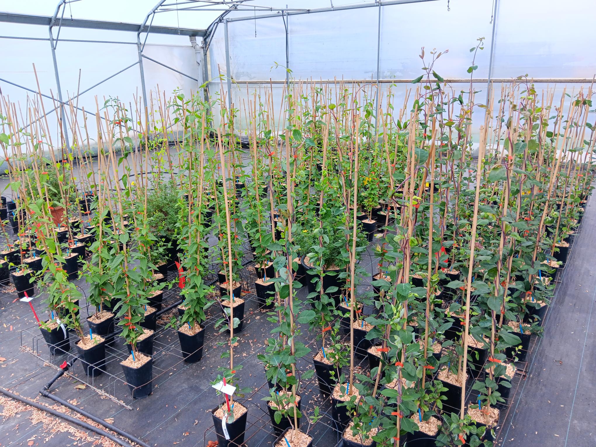Pour une production écoresponsable et sans intrants phytosanitaires !