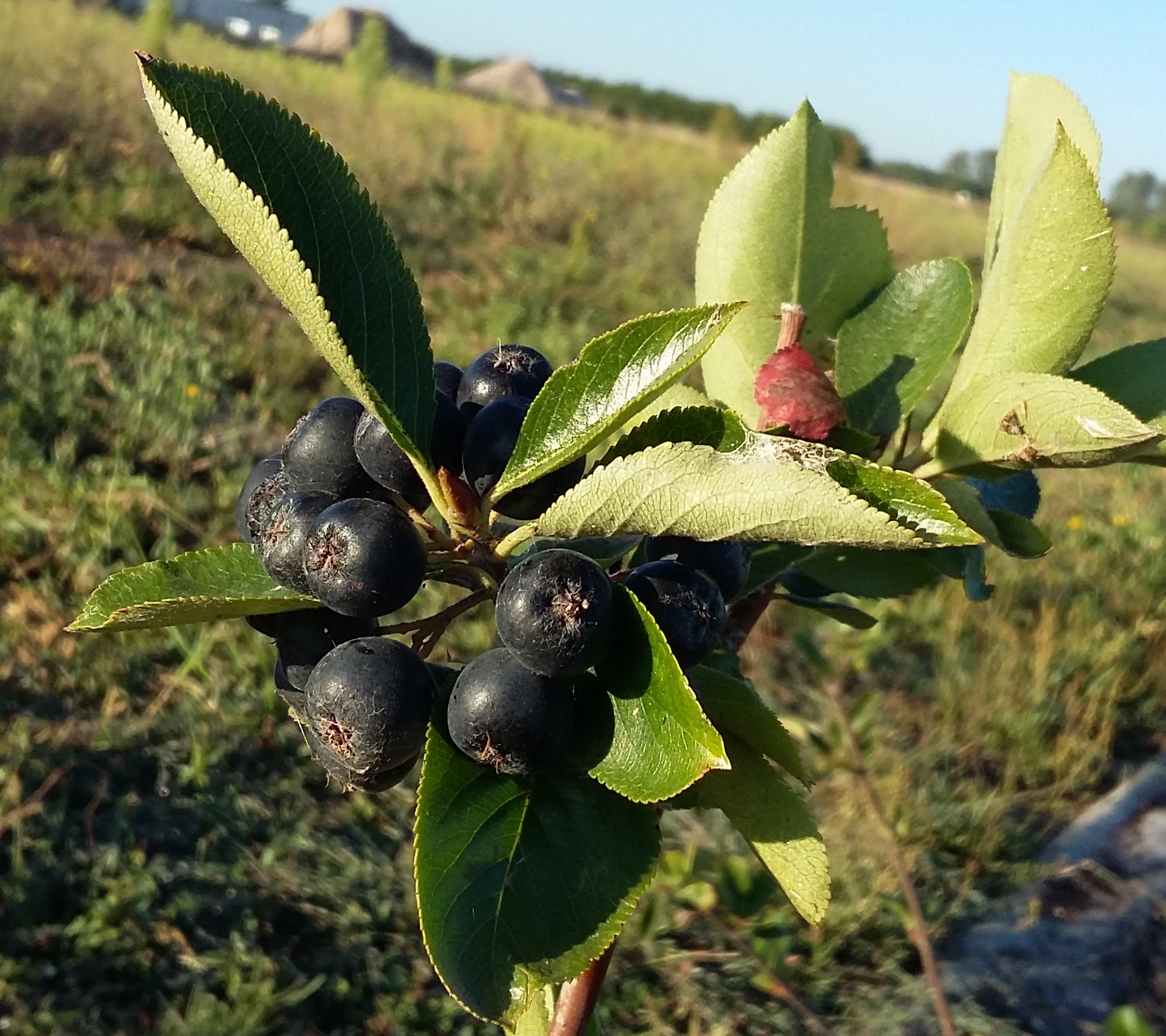 Aronia