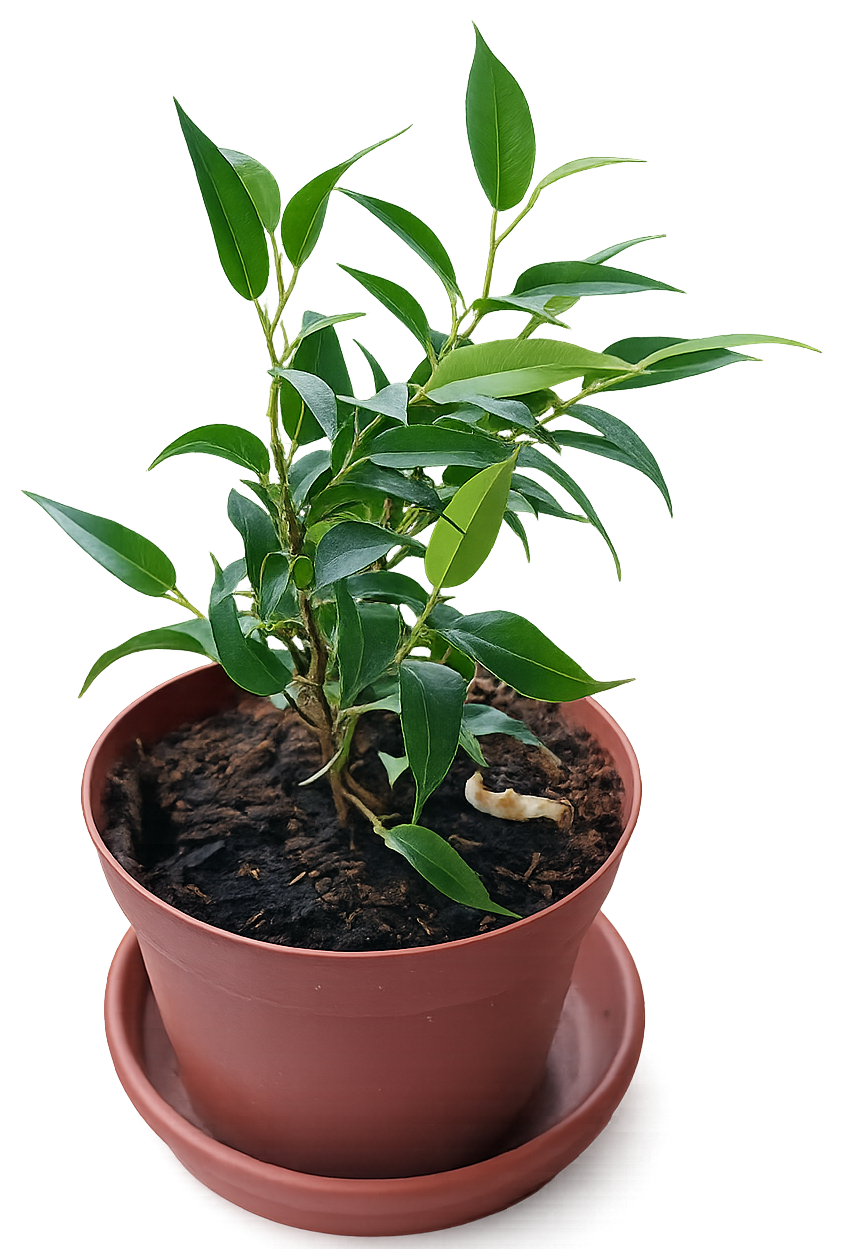 Ficus