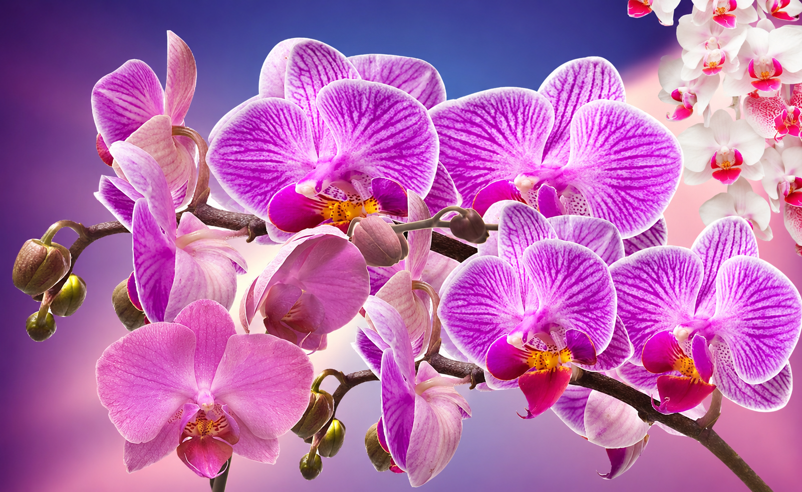 Orchidée
