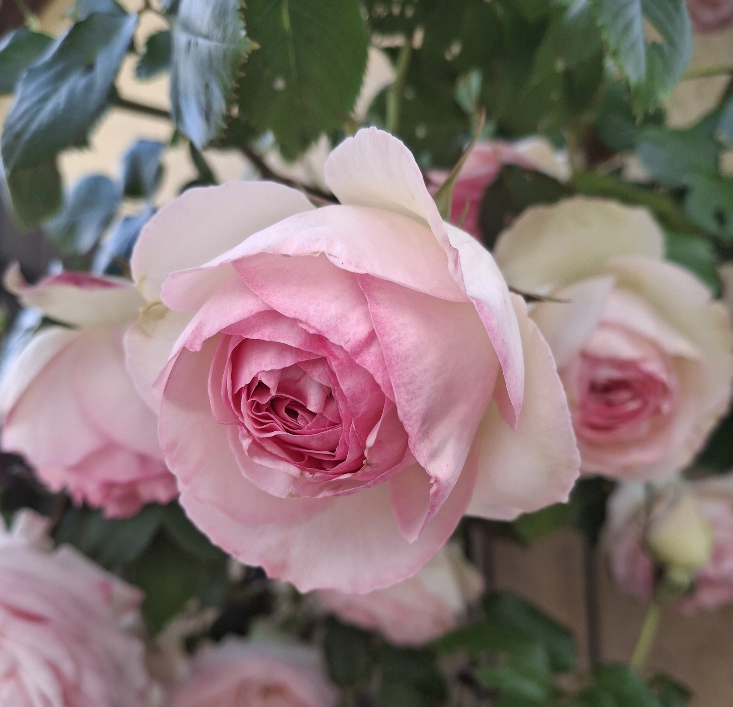 Rosier 1