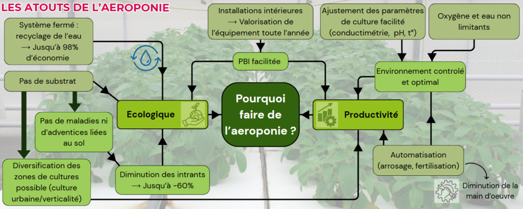 Atouts de l'aéroponie